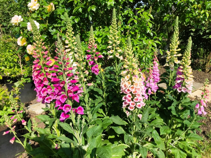 Roehampton Garden Society Allotments